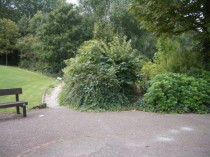 A bush in Butterfield Green, Hackney